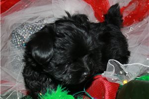 Sergio - puppy for sale