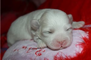 Nadia - Mixed/Other for sale