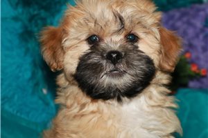 Patrick - Shih-Poo - Shihpoo for sale