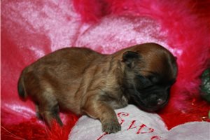 Poppy - Shih-Poo - Shihpoo for sale