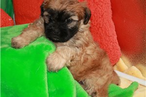Poppy - Shih-Poo - Shihpoo for sale