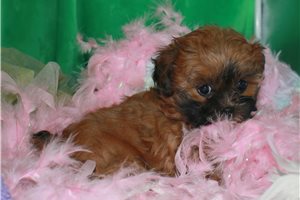 Presley - Shih-Poo - Shihpoo for sale