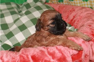 Presley - Shih-Poo - Shihpoo for sale