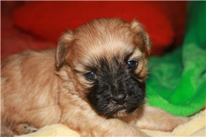 Patrick - Shih-Poo - Shihpoo for sale