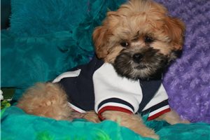 Patrick - Shih-Poo - Shihpoo for sale