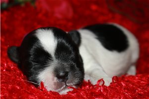 Nash - Mixed/Other for sale