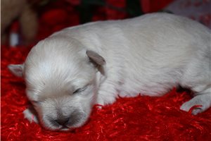 Noland - puppy for sale