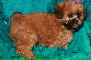 Presley - Shih-Poo - Shihpoo for sale