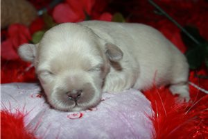 Nyla - puppy for sale