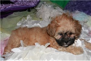 Patrick - Shih-Poo - Shihpoo for sale