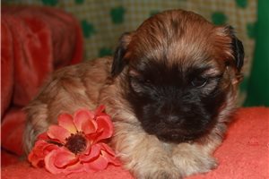 Poppy - Shih-Poo - Shihpoo for sale