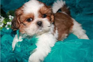 Claire - Shih Tzu for sale