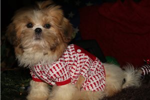 Cooper - Shih Tzu for sale