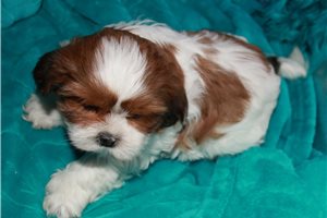 Chloe - Shih Tzu for sale