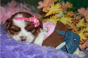 Camila - puppy for sale