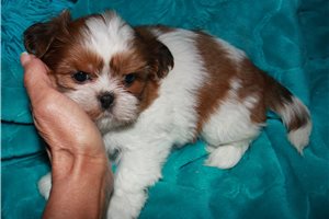 Camila - Shih Tzu for sale