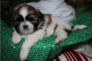 Bernard - Shih Tzu for sale