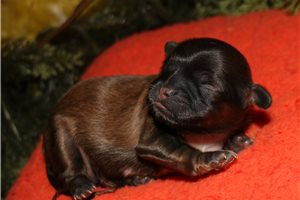 Carlton - Shih Tzu for sale