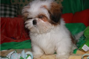 Lucas - Shih Tzu for sale