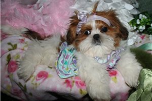 Claire - Shih Tzu for sale