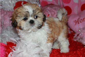 Lily - Shih Tzu for sale