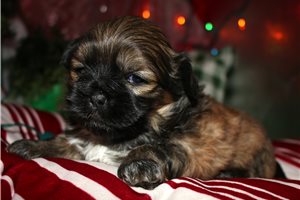Carlton - Shih Tzu for sale