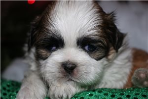 Brixx - Shih Tzu for sale