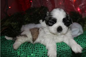 Brendon - puppy for sale