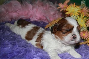Camila - Shih Tzu for sale