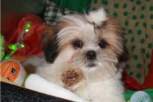 Logan - Shih Tzu for sale