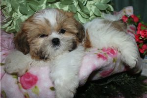 Cooper - Shih Tzu for sale