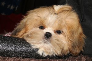 Cooper - Shih Tzu for sale