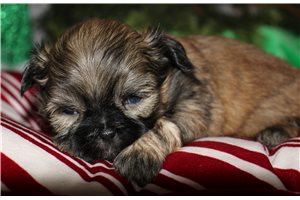Beth - puppy for sale