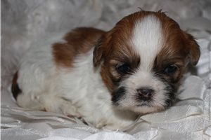 Cooper - puppy for sale