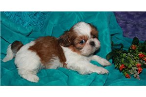 Claire - Shih Tzu for sale