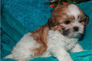 Cooper - Shih Tzu for sale