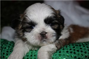Bentley - puppy for sale