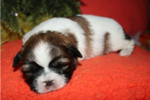 Bernard - Shih Tzu for sale
