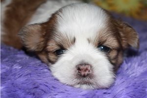 Carter - Shih Tzu for sale