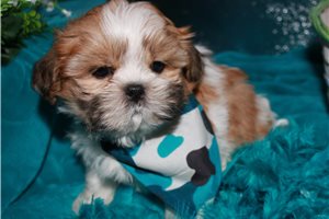 Cooper - Shih Tzu for sale
