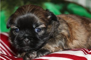 Bree - puppy for sale