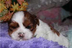 Chloe - puppy for sale