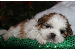 Basil - puppy for sale