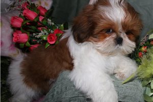 Claire - Shih Tzu for sale