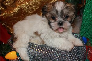 Vivi - Shih Tzu for sale