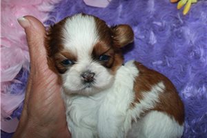 Claire - puppy for sale