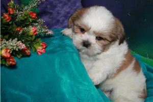 Carter - Shih Tzu for sale