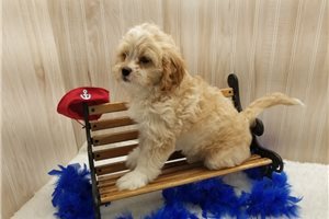 Gill - puppy for sale