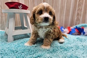 Gizmo - puppy for sale