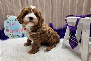 Glider - puppy for sale